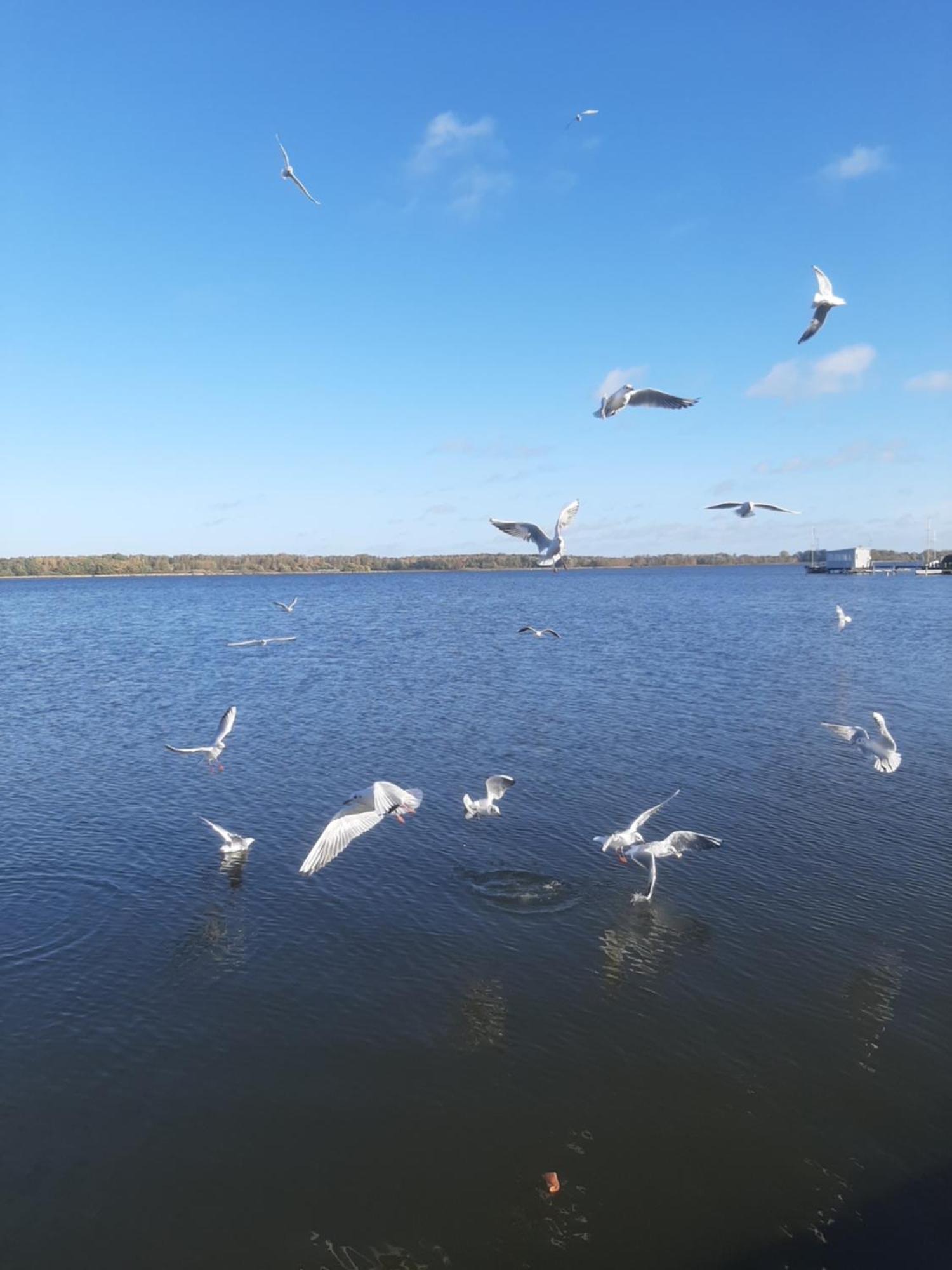 Hotel Perle Am Bodden Ribnitz-Damgarten Bagian luar foto